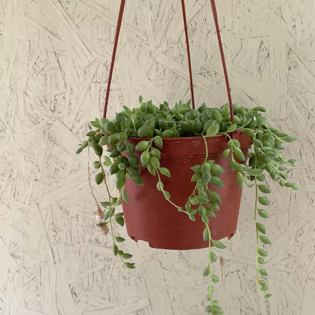senecio-rowleyanus-string-tears Senecio rowleyanus (String of Tears)