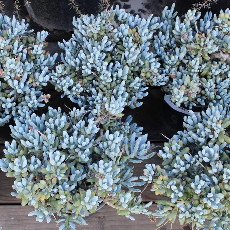 senecio-serpens Senecio serpens