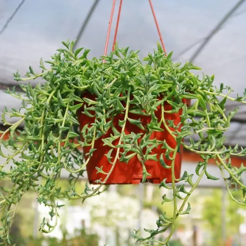 Senecio String of Dolphins