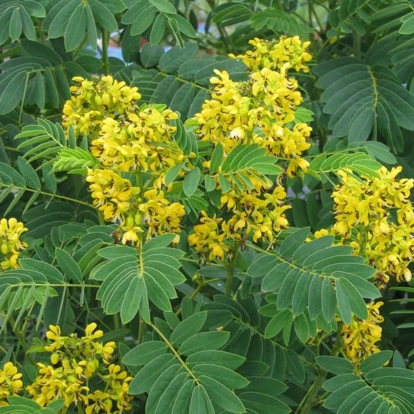 senna-wild-senna-hebecarpa Senna: Wild (Senna hebecarpa)