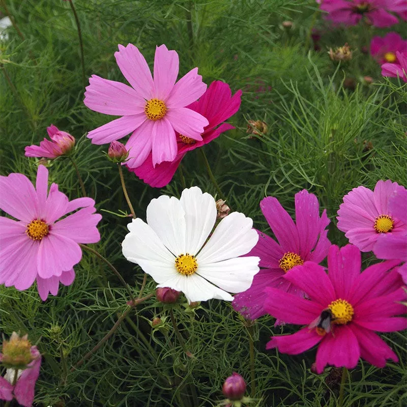 sensation-early-blooming-dwarf-cosmos-seed-mix Sensation Early Blooming Dwarf Cosmos Seed Mix