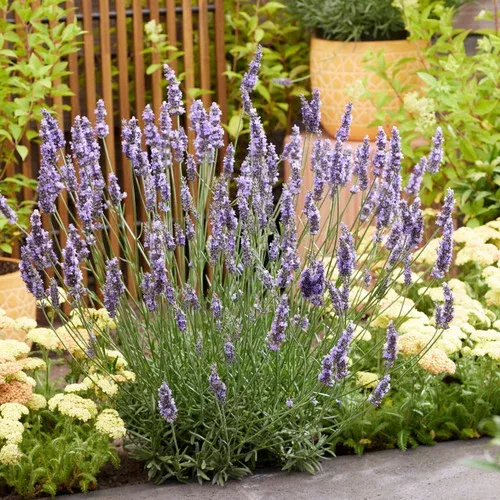 sensational-lavender Sensational!™ Lavender