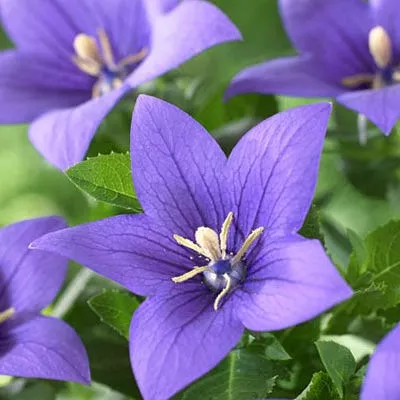 sentimental-blue-balloon-flower Sentimental Blue Balloon Flower