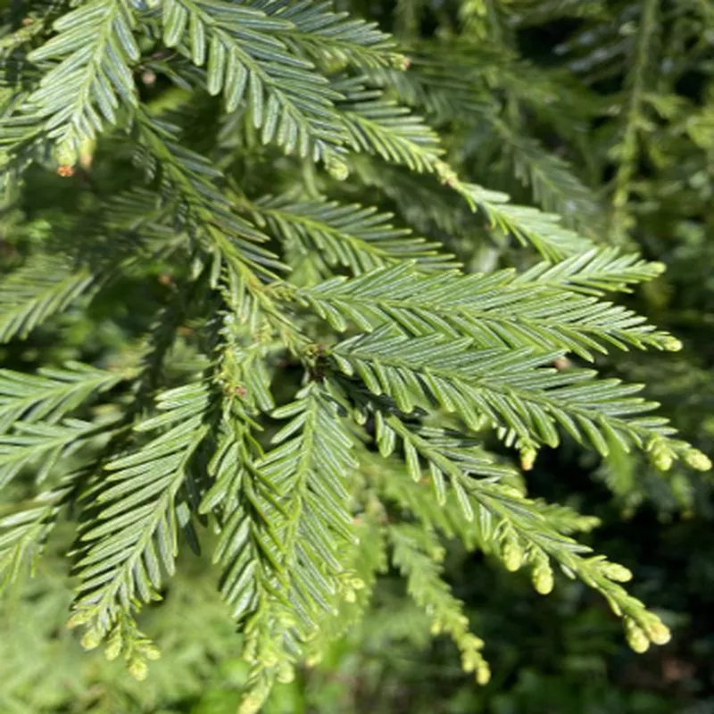 Sequoia sempervirens 'Aptos Blue'