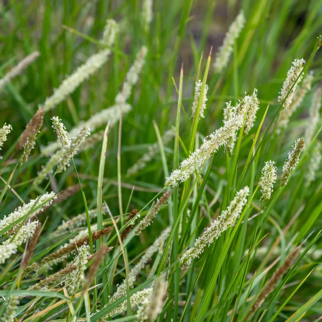 Sesleria 'Autumn Moor Grass'