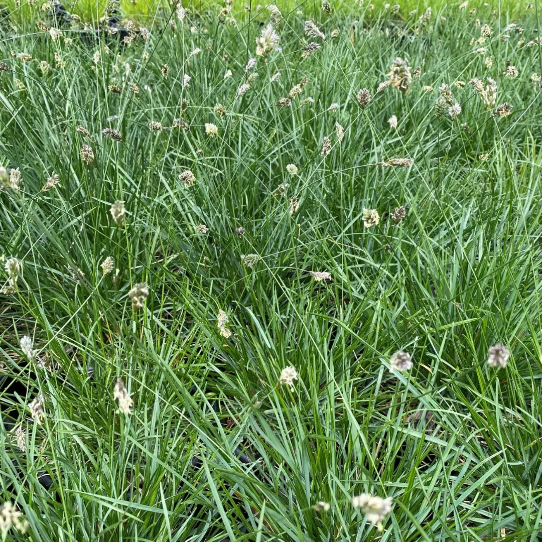 Sesleria 'Blue-Green Moor Grass'
