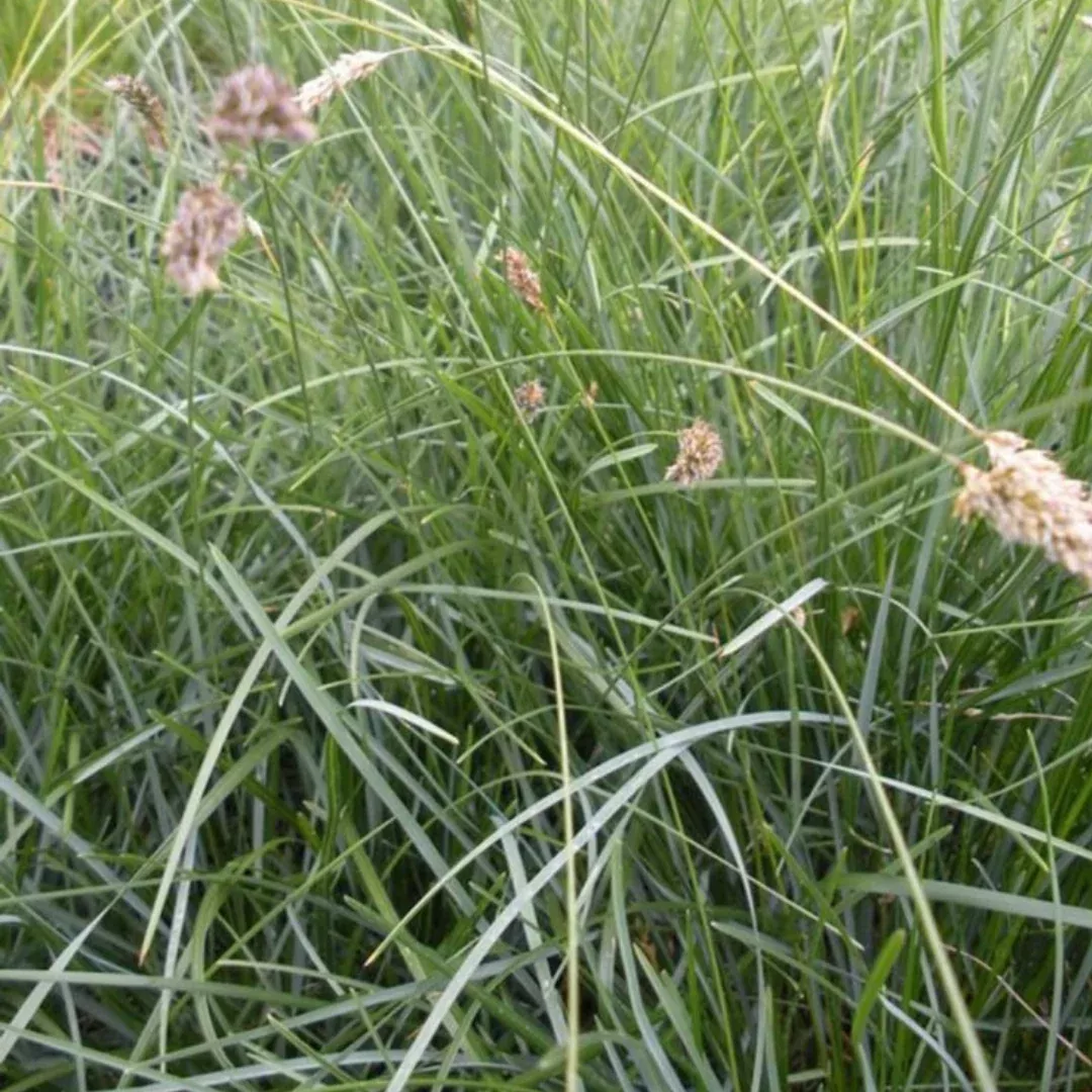 Sesleria caerulea