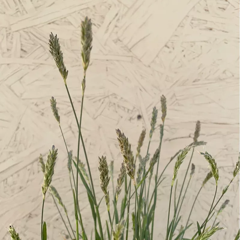 sesleria-greenlee Sesleria 'Greenlee'