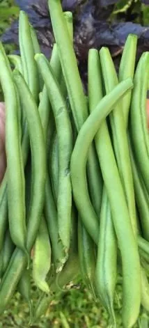 seychelles-pole-bean Seychelles Pole Bean