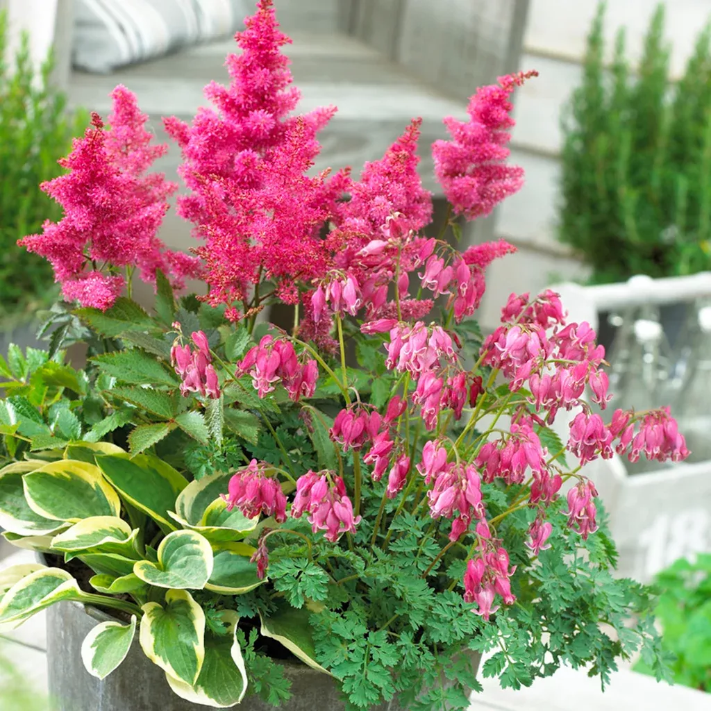 shade-perennial-garden-patio-container-collection Shade Perennial Garden - Patio Container Collection