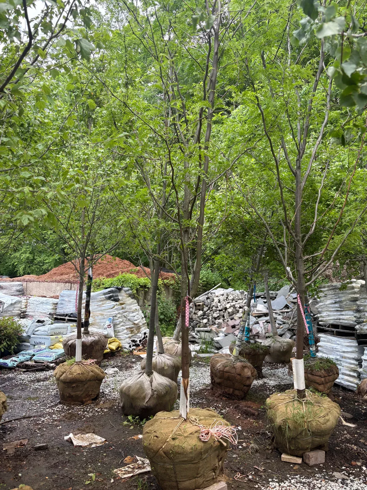 shademaster-thornless-honeylocust Shademaster Thornless Honeylocust