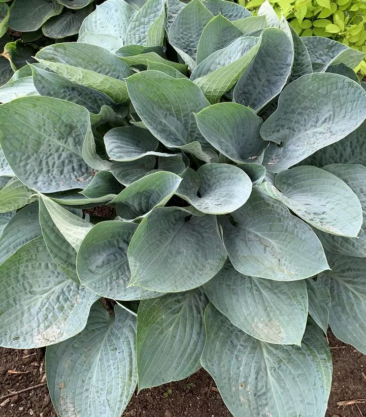 shadowland-above-clouds-hosta Shadowland Above The Clouds Hosta