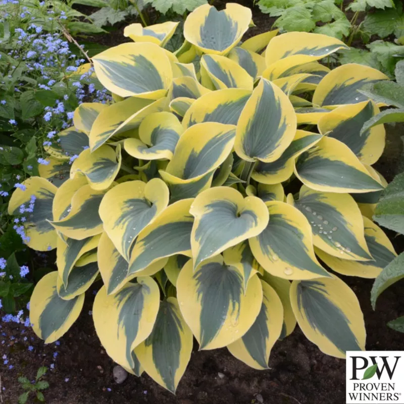 Shadowland Autumn Frost Hosta