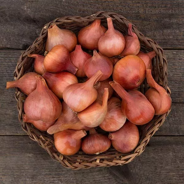 Shallot: Matador