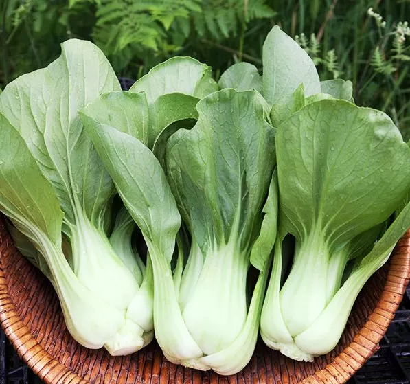 shanghai-green-pac-choi Shanghai Green Pac Choi