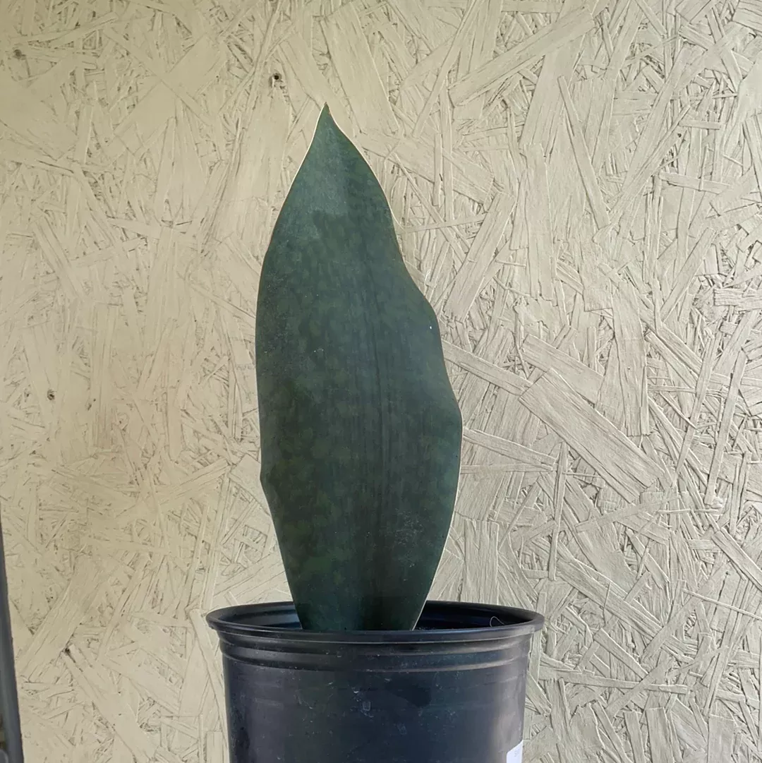 Shark Fin Sansevieria