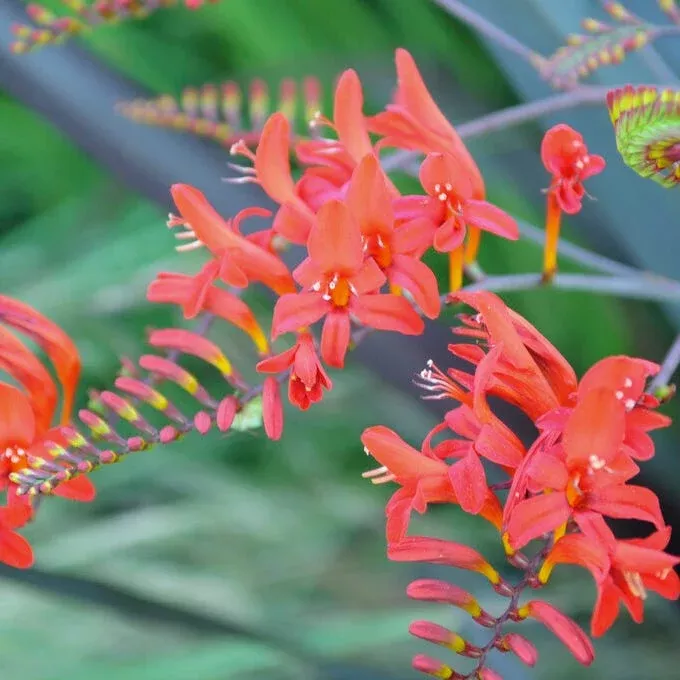sharona-crocosmia Sharona Crocosmia