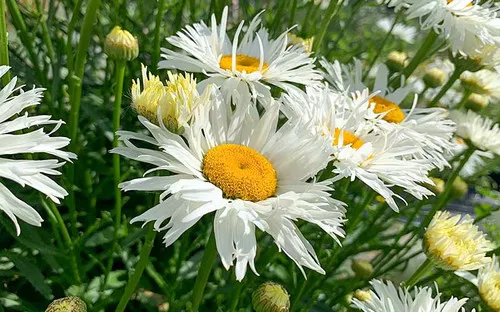 Shasta Daisy (Crazy Daisy)
