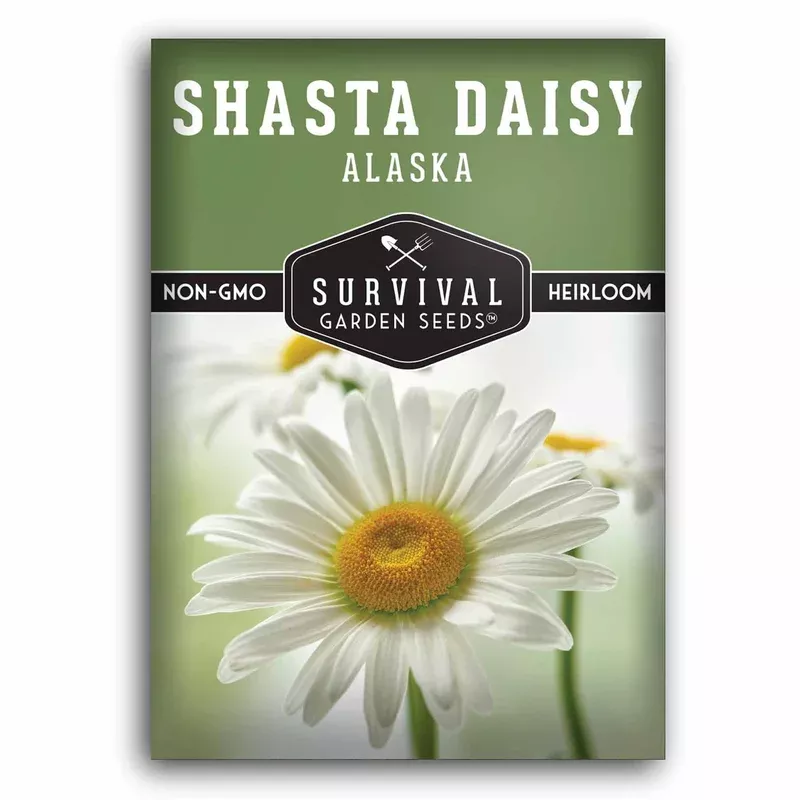 shasta-daisy-seeds-edible-perennial-flowers-pollinator-cottage-gardens Shasta Daisy Seeds – Edible Perennial Flowers for Pollinator & Cottage Gardens