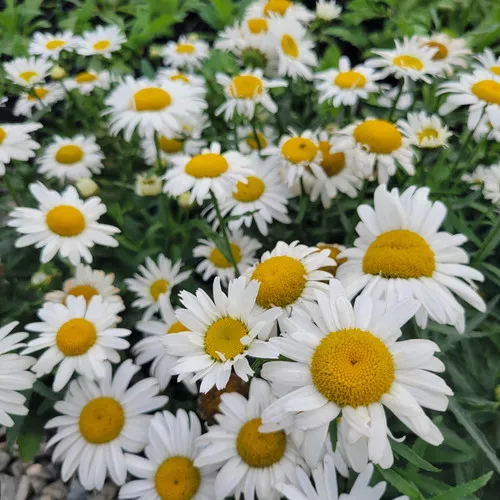 shasta-daisy-white-lion Shasta Daisy (White Lion)