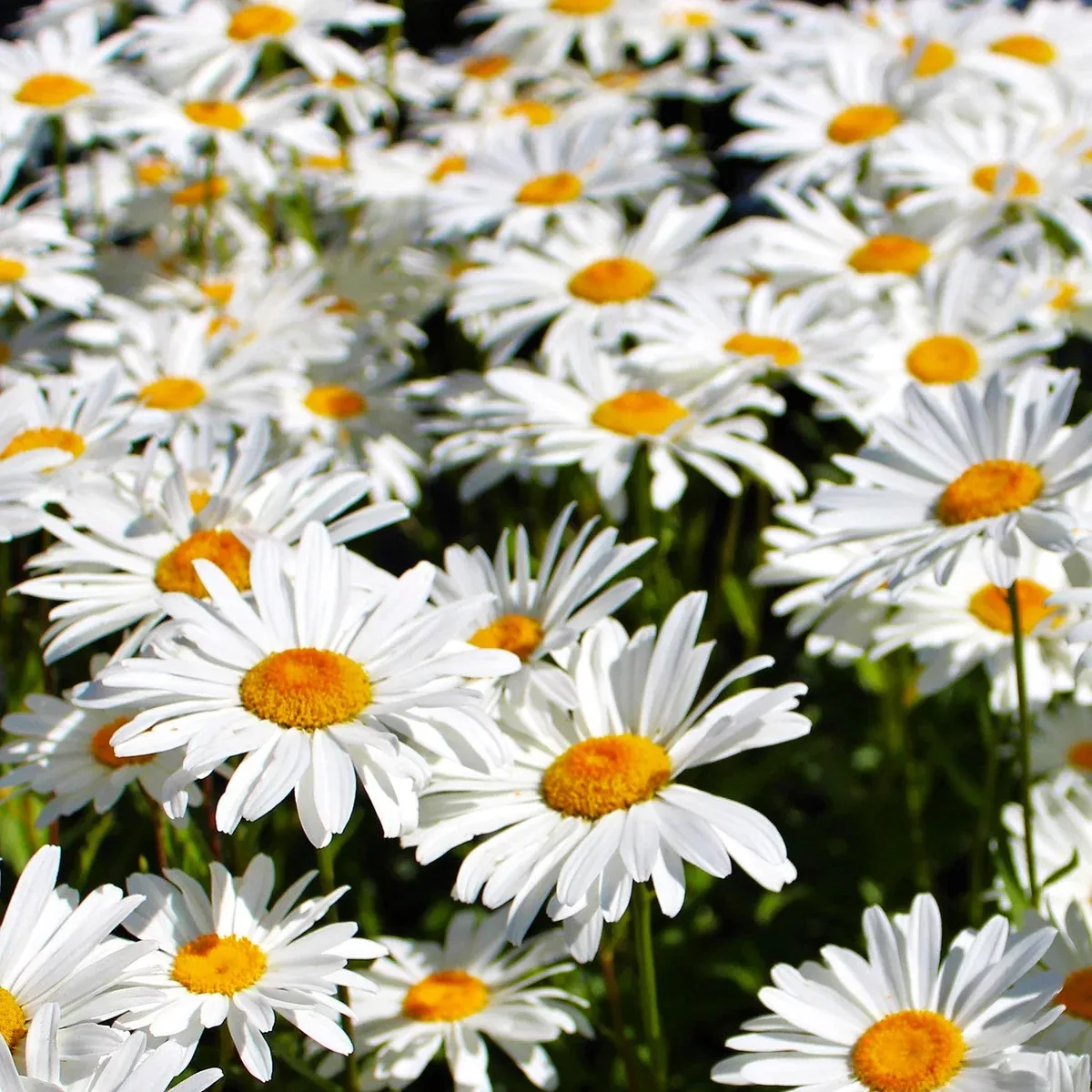shasta-daisy Shasta Daisy