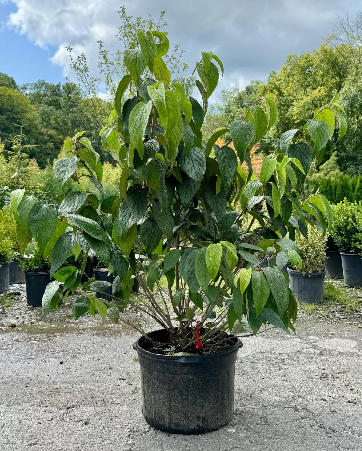 shasta-doublefile-viburnum Shasta Doublefile Viburnum