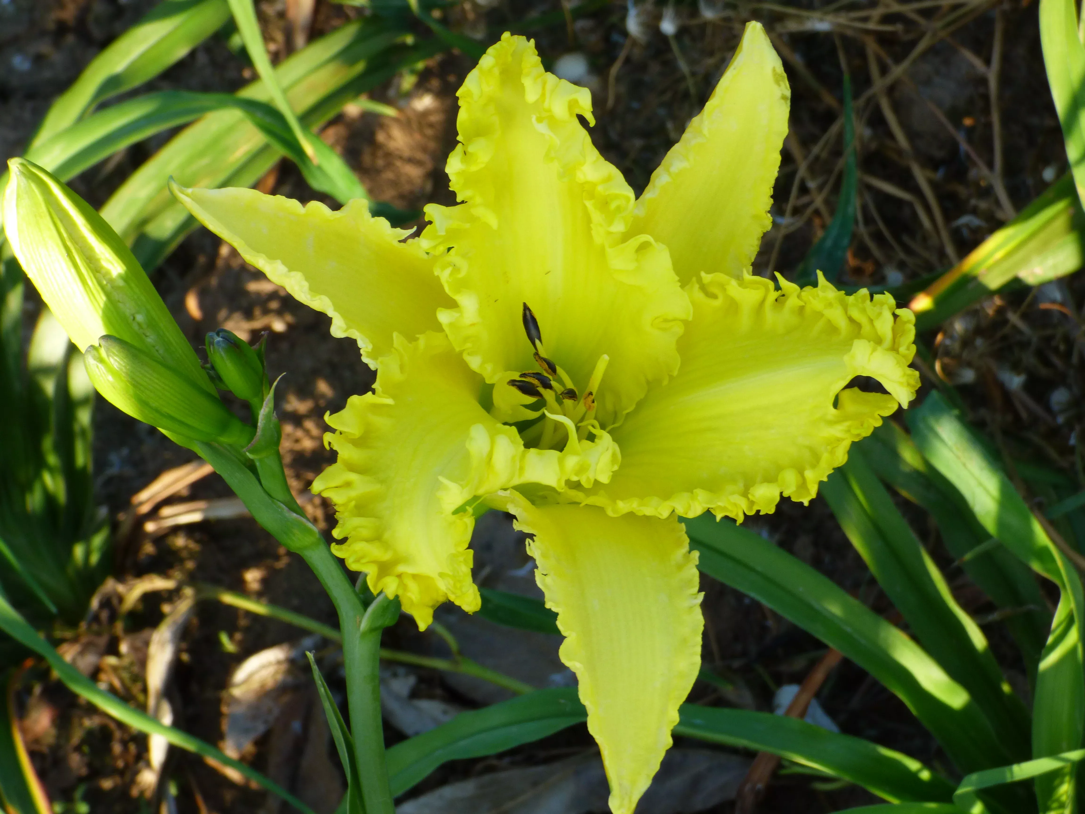 shattered-glass-daylily Shattered Glass (Daylily)