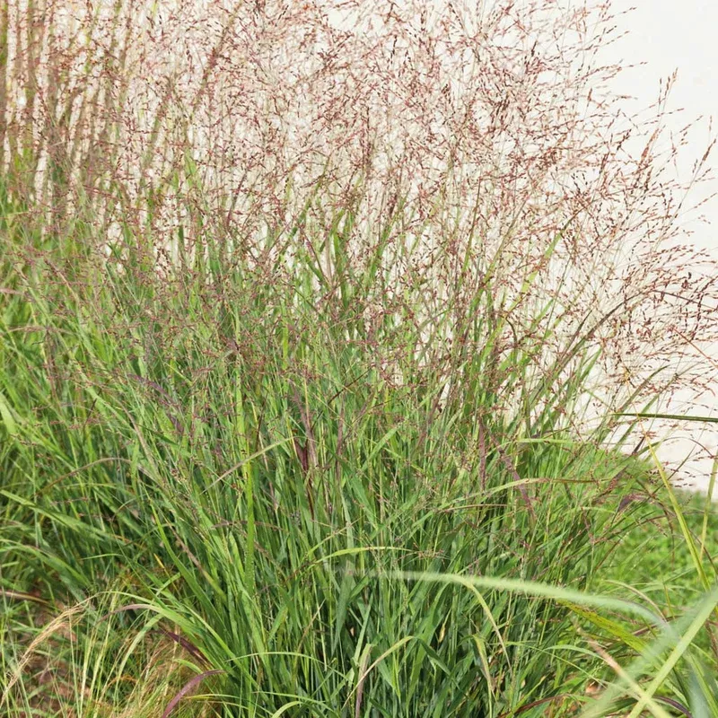shenandoah-switch-grass-1-cb Shenandoah Switch Grass # 1 Cb