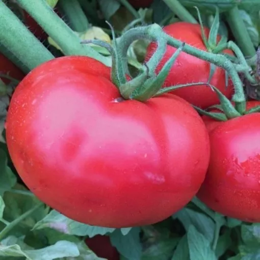 sheryl-tomato-seeds Sheryl Tomato Seeds