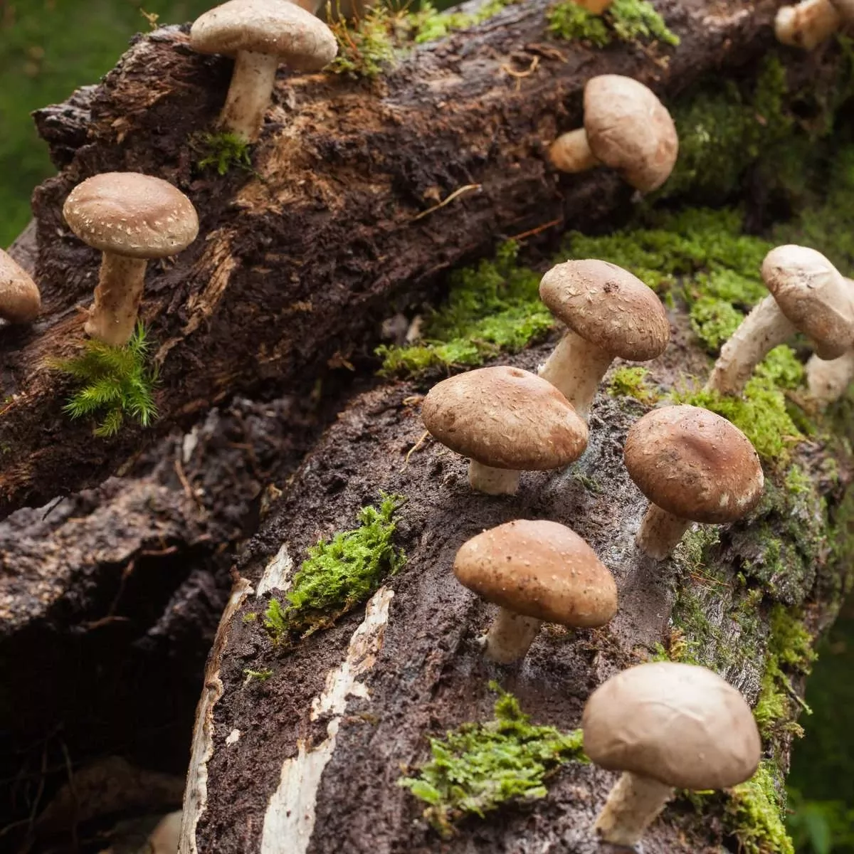 shiitake-mushroom-100-dowels Shiitake Mushroom (100 Dowels)