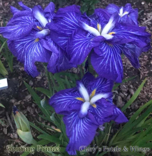 shining-prince-ensata-japanese-iris SHINING PRINCE - Ensata - Japanese Iris