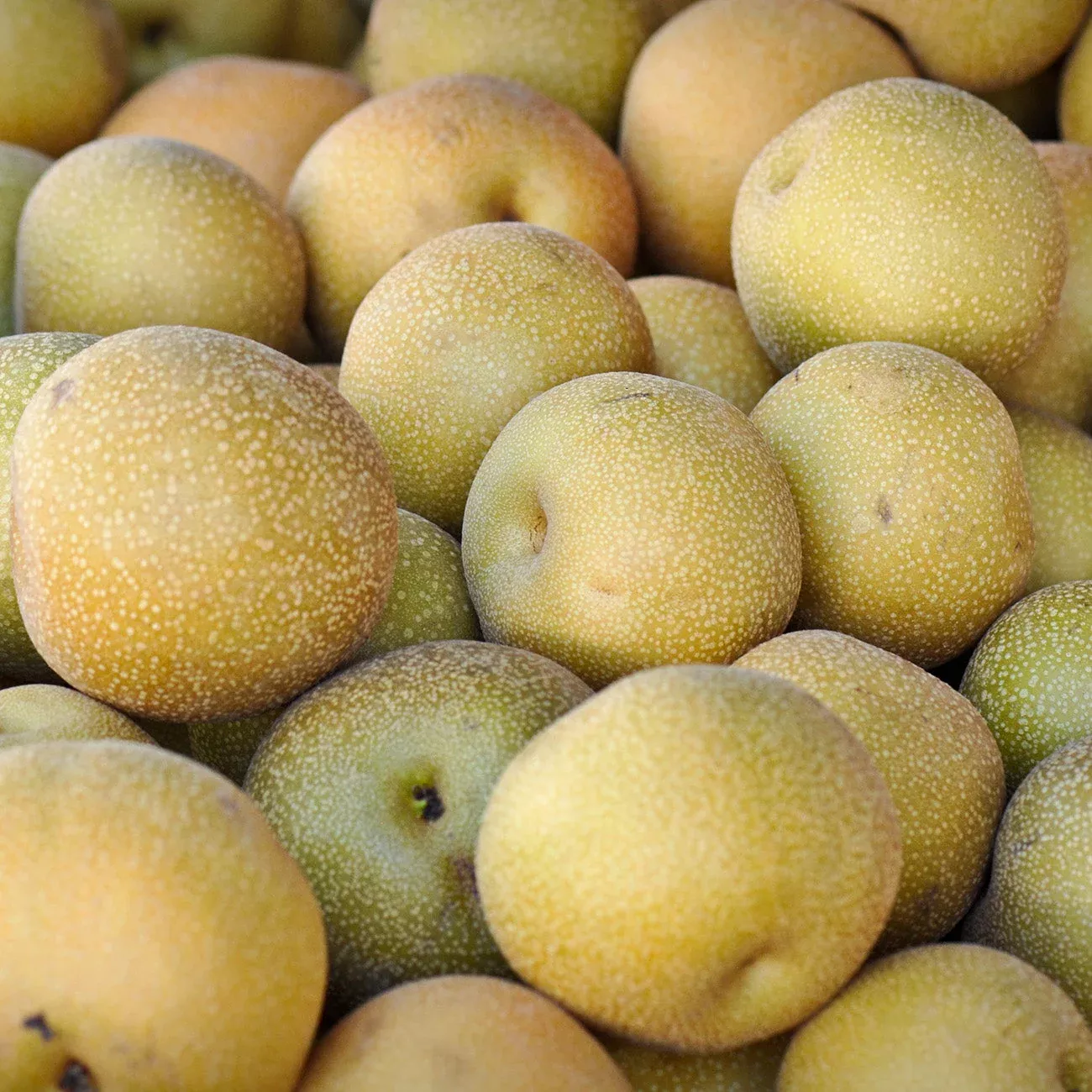 shinko-asian-pear-tree Shinko Asian Pear Tree