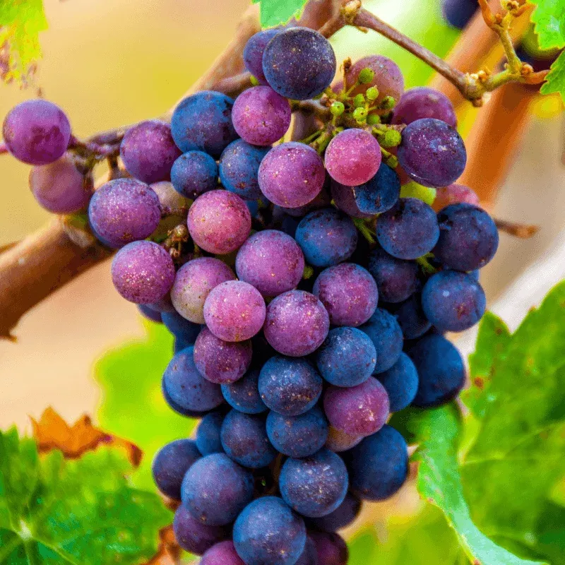 shiraz-syrah-wine-grape-vine Shiraz (Syrah) Wine Grape Vine