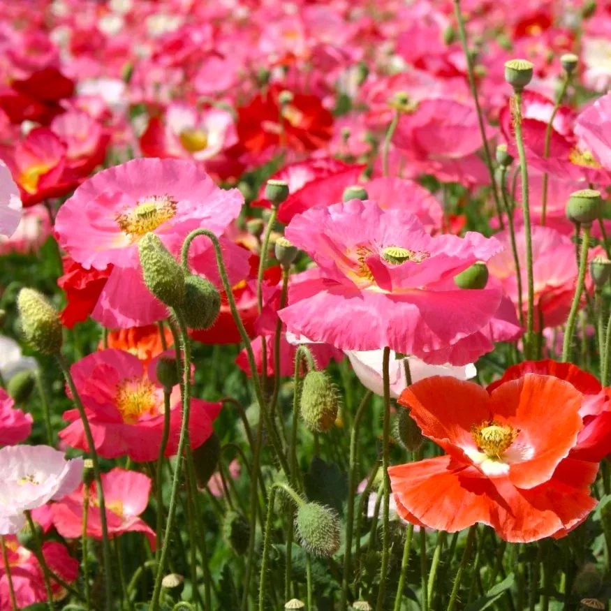 Shirley Poppy Mix