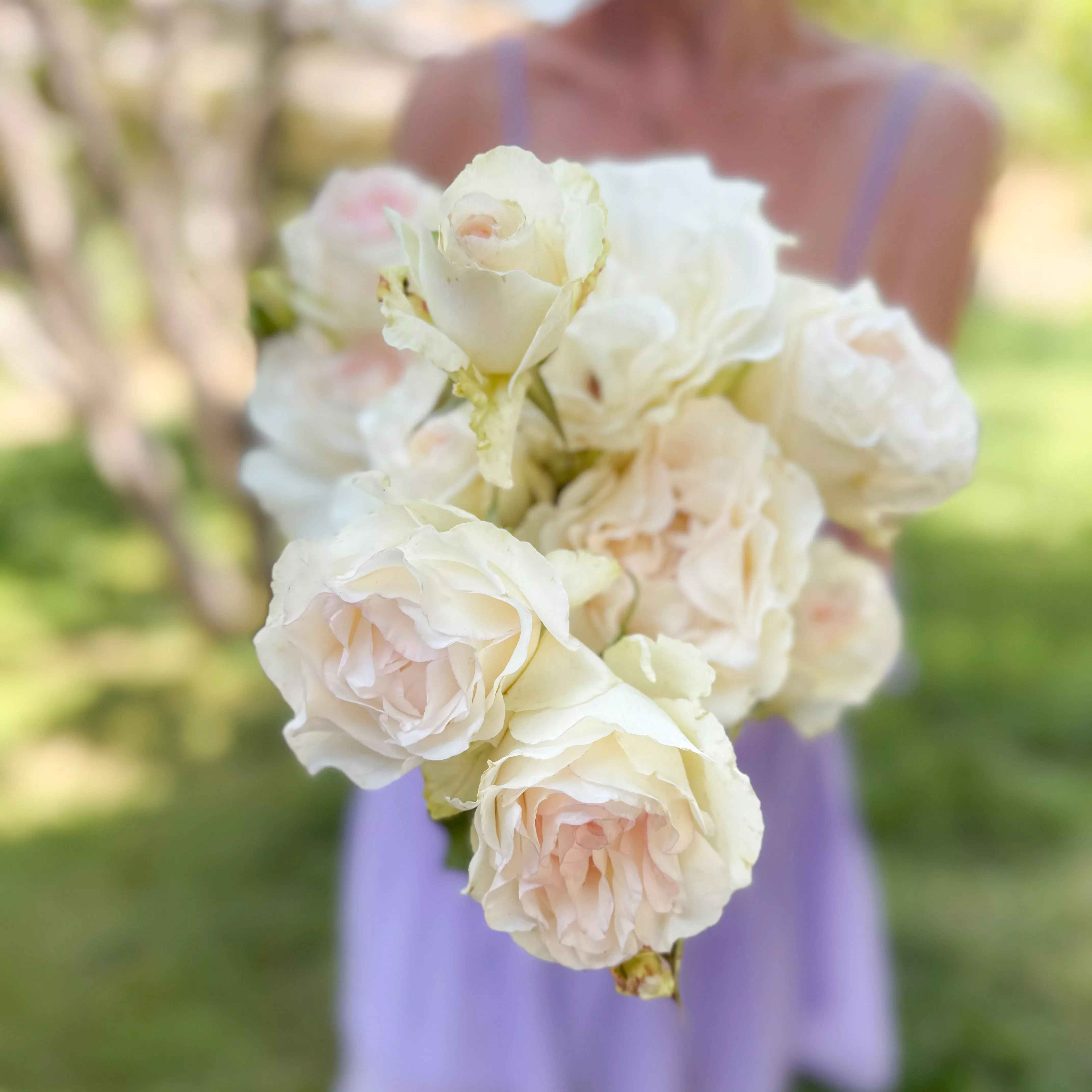 Shirley's Bouquet™ Potted Rose Bush