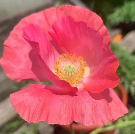 shirley-s-choice-double-poppy-mix Shirley’s Choice Double Poppy Mix
