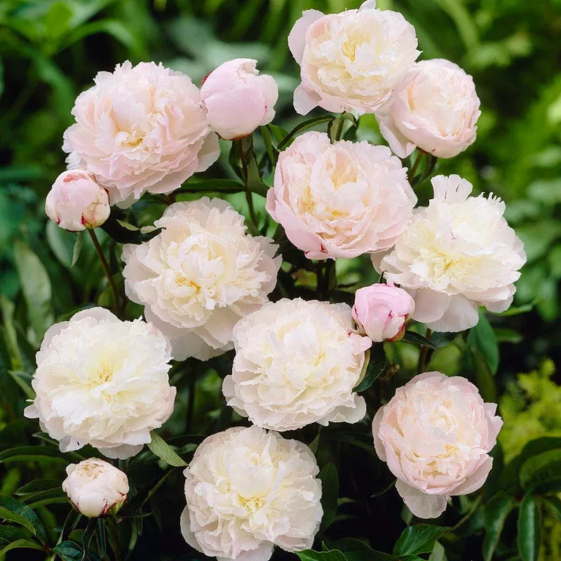 shirley-temple-peony Shirley Temple Peony