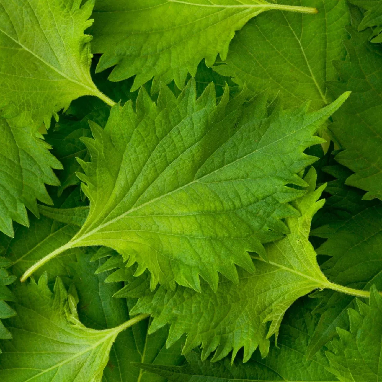 shiso-green-perilla-leaf-japanese-basil-seeds Shiso, Green (Perilla Leaf, Japanese Basil) seeds