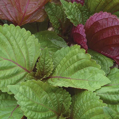 shiso-perilla-bi-color Shiso (Perilla) Bi color