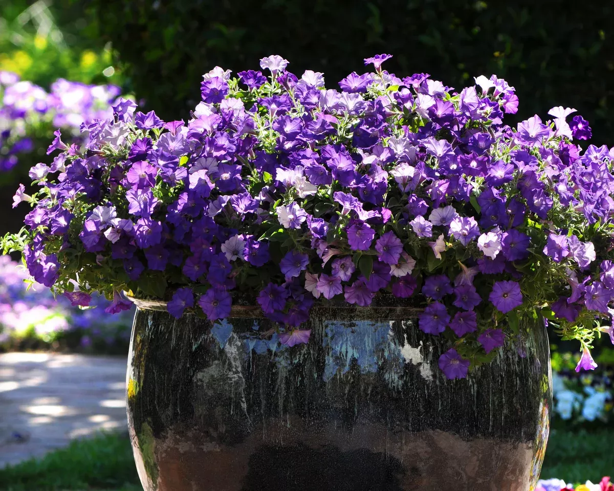shock-wave-denim-spreading-petunia-seeds Shock Wave Denim Spreading Petunia Seeds