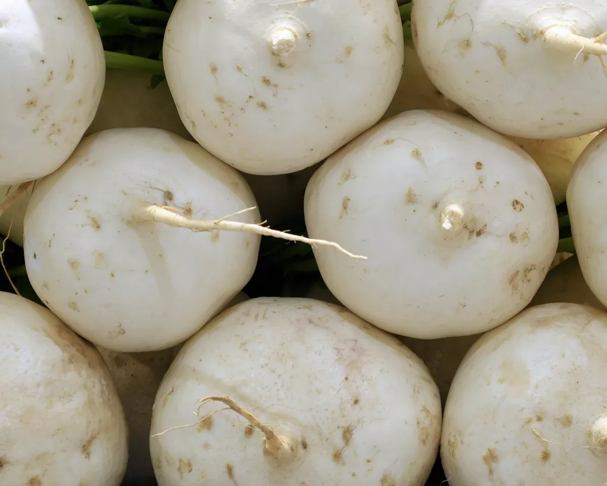 Shogoin Turnip Seeds