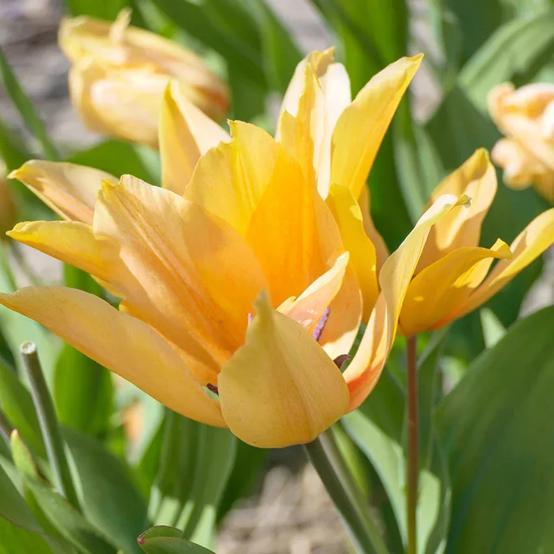shogun-wildflower-tulip Shogun Wildflower Tulip