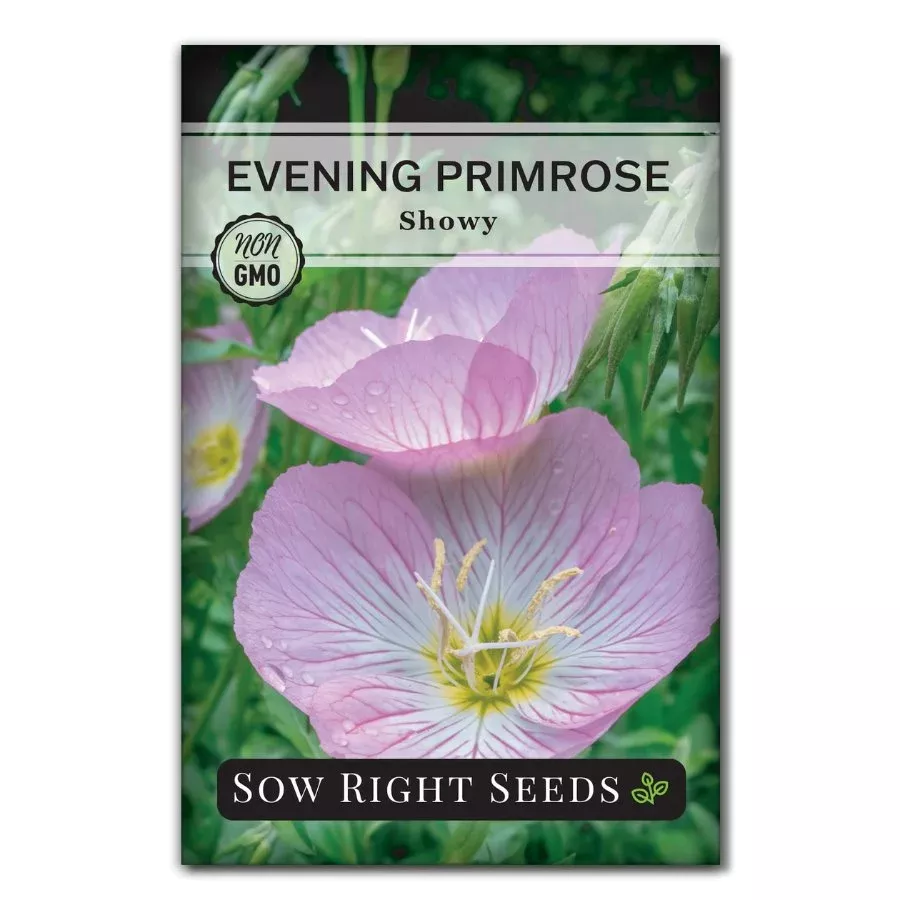 showy-evening-primrose Showy Evening Primrose