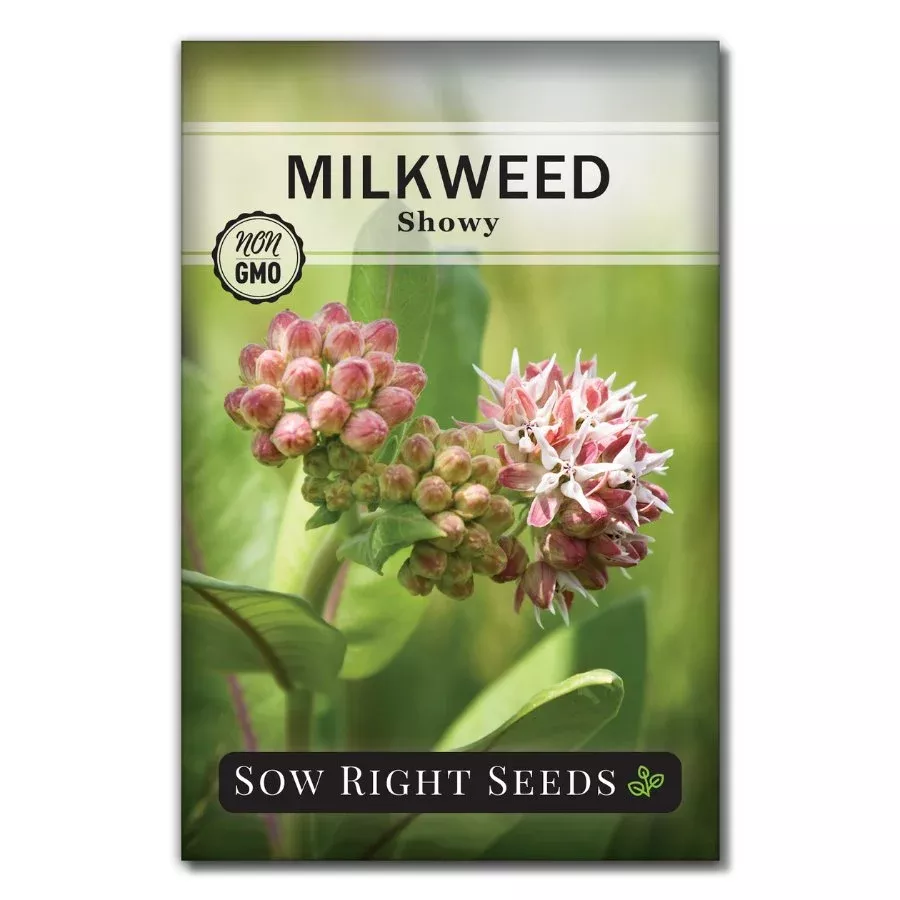 showy-milkweed Showy Milkweed