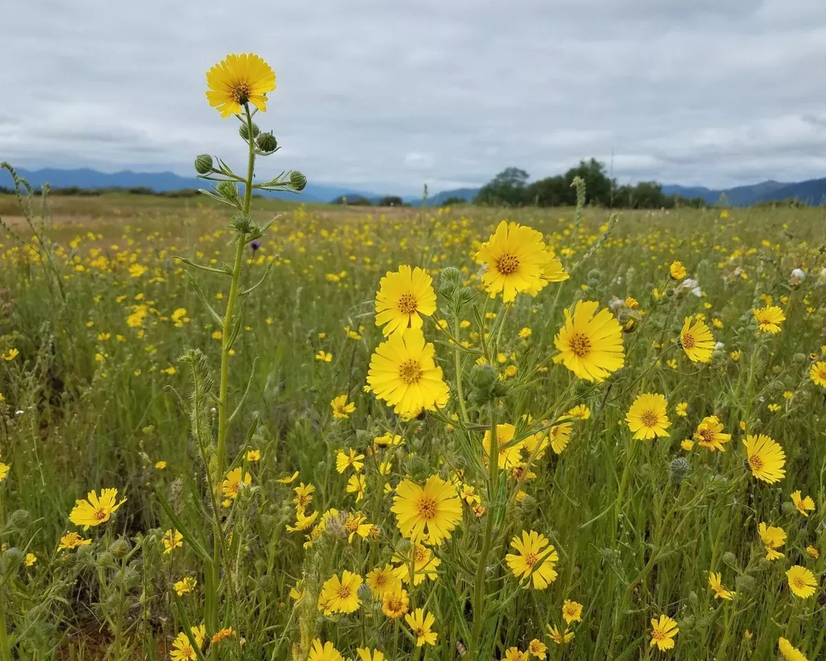 showy-tarweed-seeds-madia-elegans Showy Tarweed Seeds (Madia elegans)
