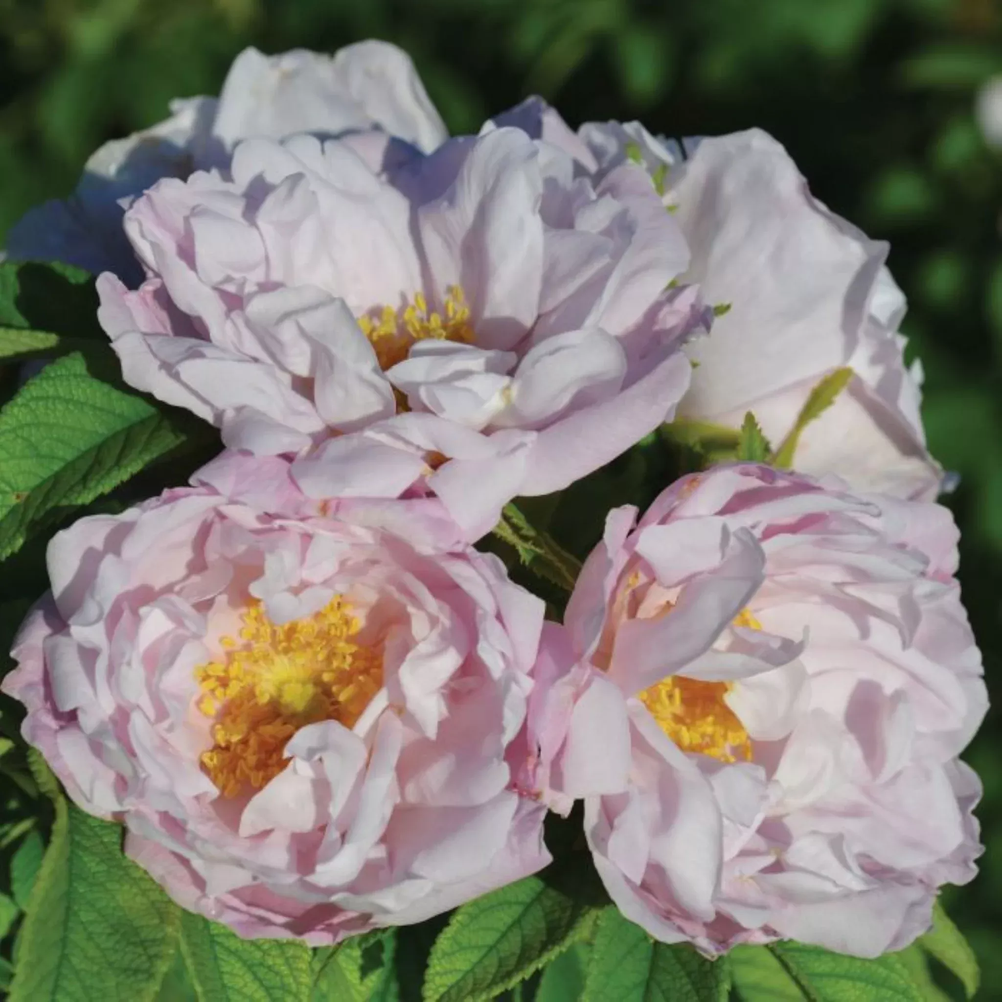 Shrub Rose