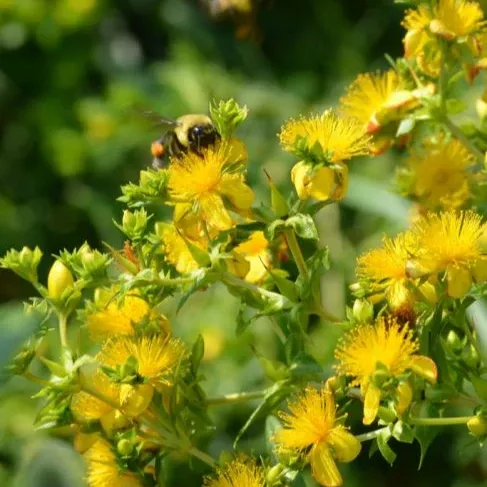 shrubby-st-john-s-wort-hypericum-prolificum Shrubby St. John's Wort (Hypericum prolificum)