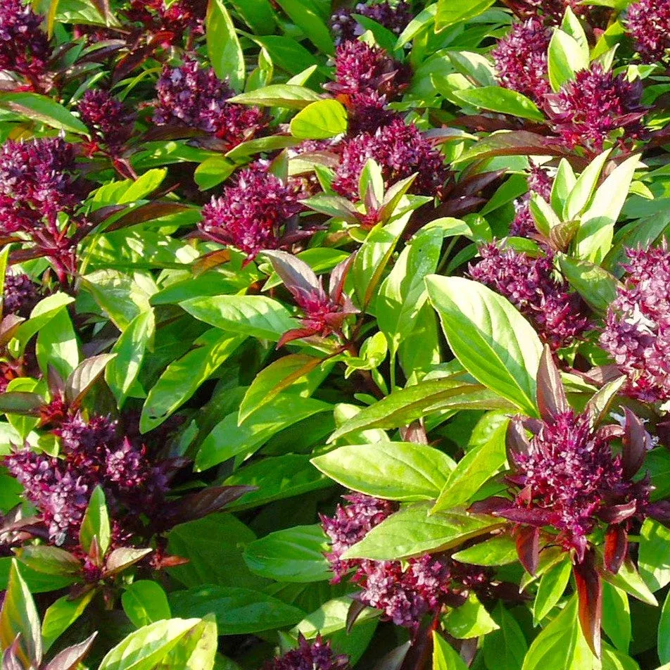 siam-queen-thai-basil Siam Queen Thai Basil