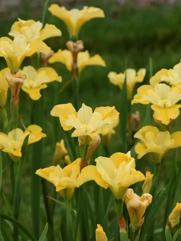 Siberian Iris Sibirica 'Sunfisher'