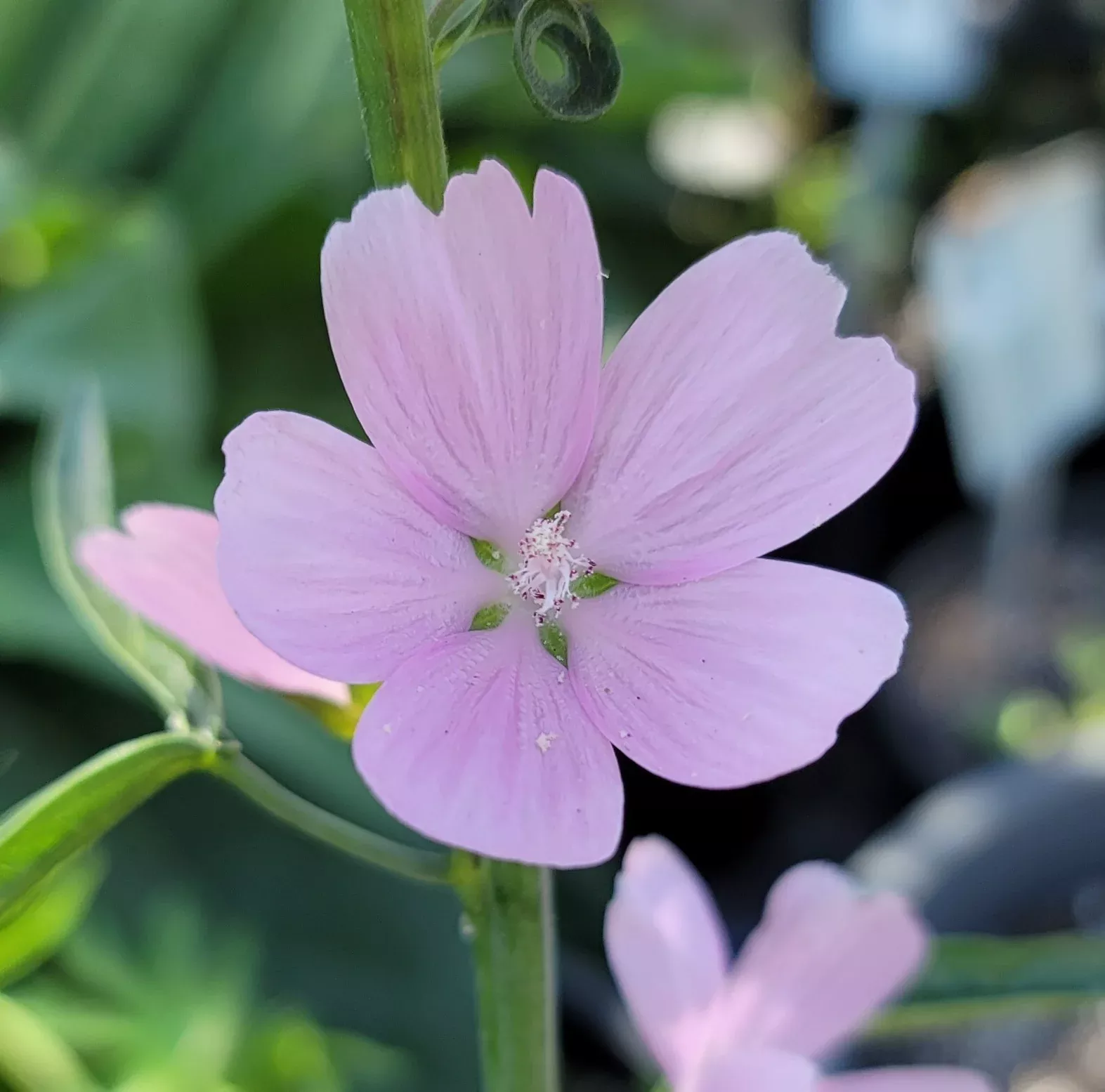 sidalcea-malviflora-rosaly Sidalcea malviflora 'Rosaly'